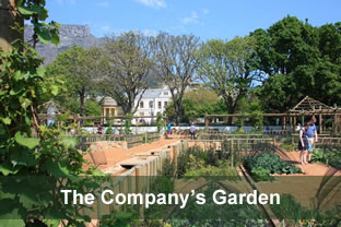 Company Gardens, Cape Town