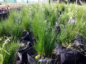 Juncus Capillaceus at New Horizen Nursery